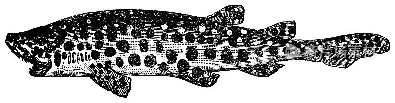 小斑点猫鲨- 19世纪